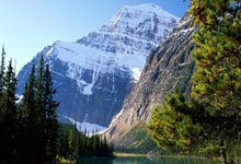 The Pink Pineapple: Nature's Sweetest Breakthrough and Its Viral Future