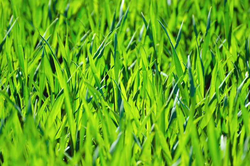 Grass: The Types, The Care, and The BS They Feed You